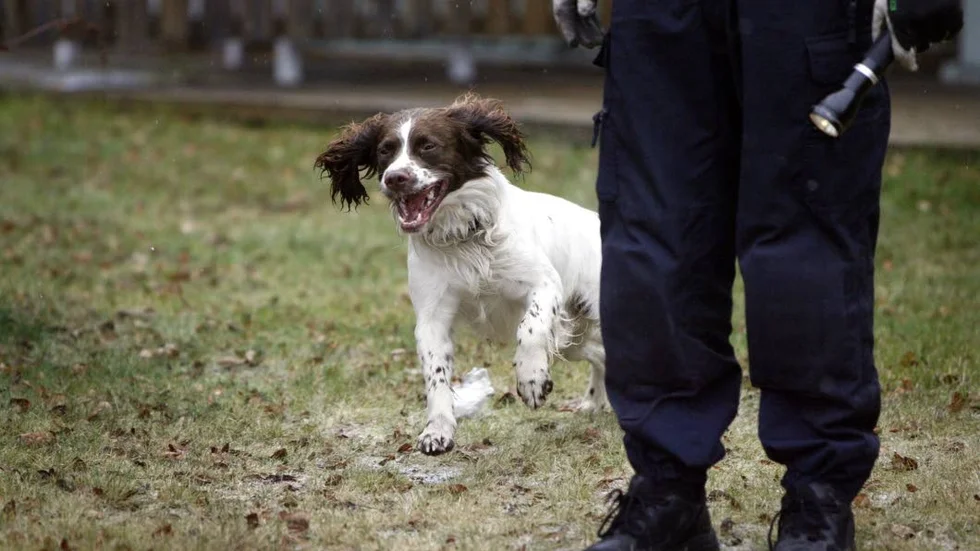 SPÅRHUND. Polisens spårhund markerade utanför en lägenhet i vars kök där ett stort odlingstält för hasch fanns uppspänt. (Arkivbild).