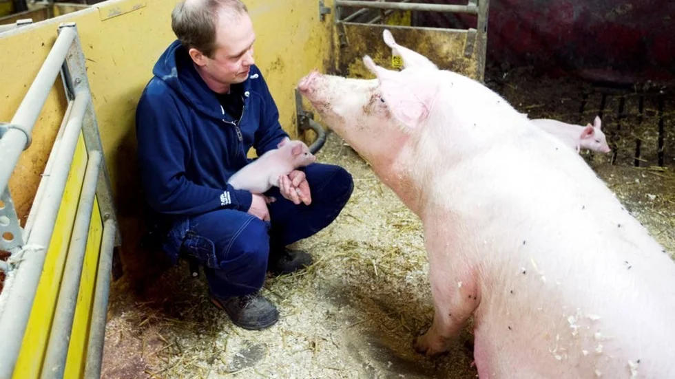 Än så länge har inte grisbonden Björn Olofsson i Lillpite drabbats av krisen som pågår i södra Sverige och har inte behövt sänka priset på sitt kött. (Arkivbild)