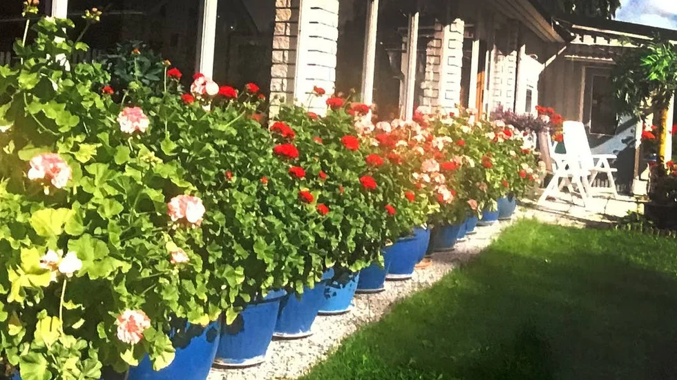 År 1976 fick hon pelargonerna av sin mamma och svärmor. Hon har fått alla blommor att överleva i över 40 år.