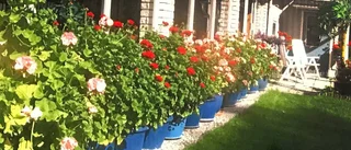 Snart får hon sätta ut sina blommor