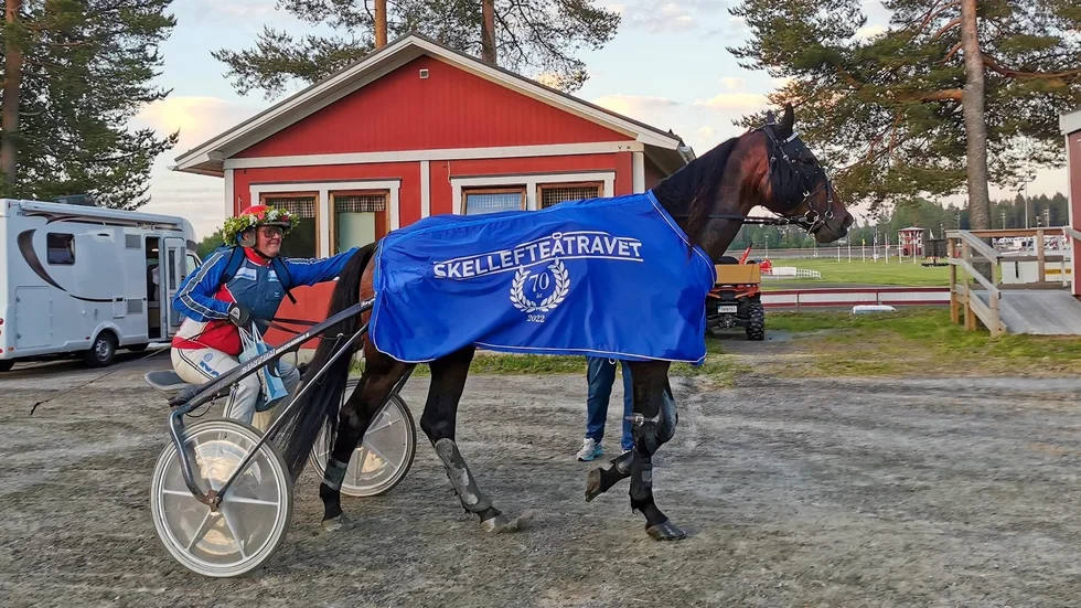 Barolo Gene får en välförtjänt klapp av Roger Nilsson efter segern under Skellefteås midsommartrav. Roger är optimist inför lördagens V75-tävlingar i Skellefteå.