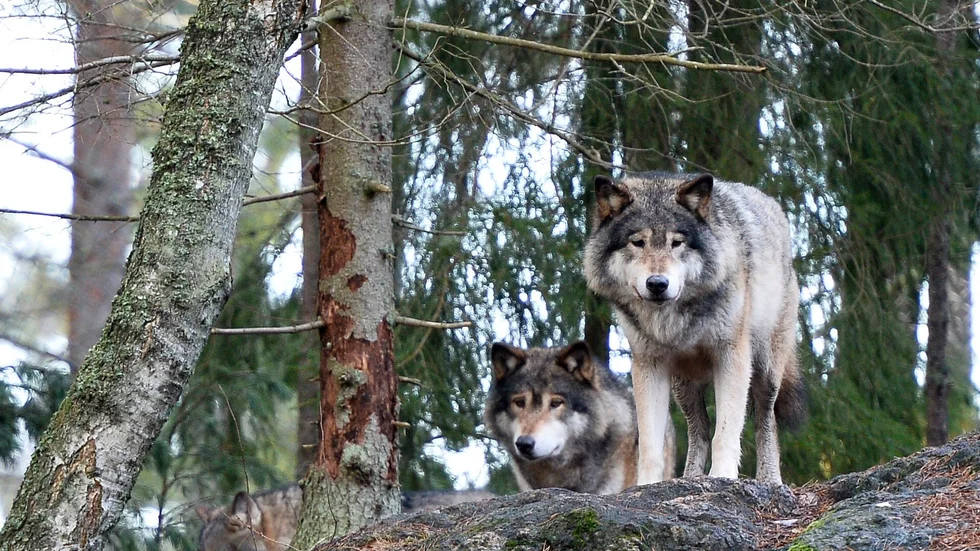 Den skjutna vargen tros vara samma som visat intresse för katter tidigare. Vargarna på bilden har inte med texten att göra. Arkivbild.