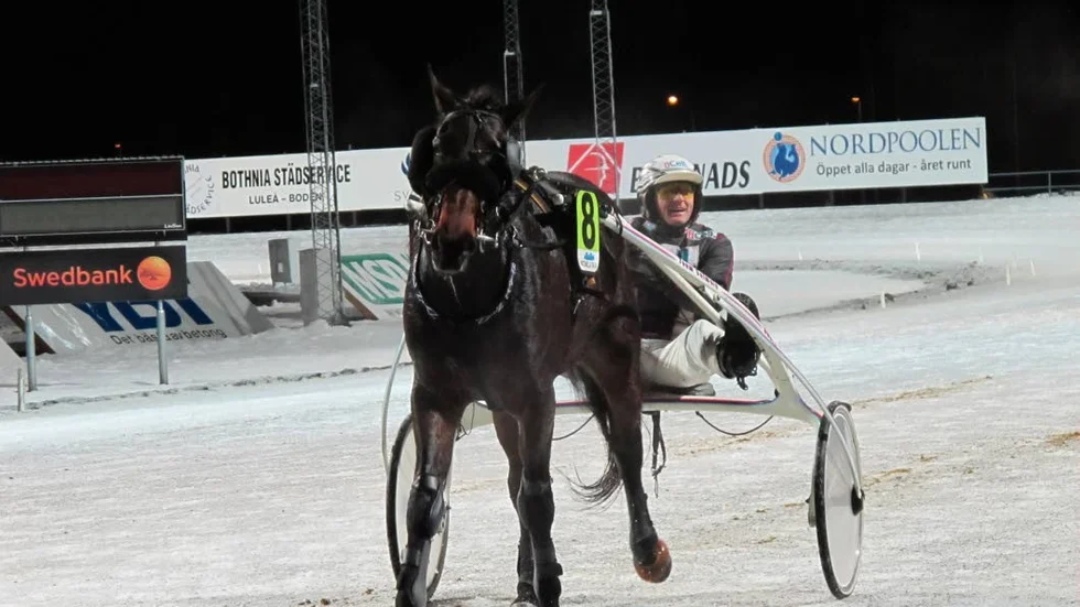 Ulf Ohlofsson har segerdefilerat flera gånger bakom Älvsbyägda Brisco Boko. I kväll startar ekipaget i V64-6.