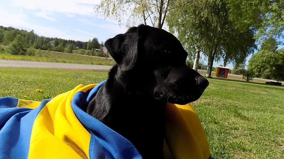 Sverige, Sverige mitt fosterland!