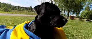 Fyrbent firare i gult och blått