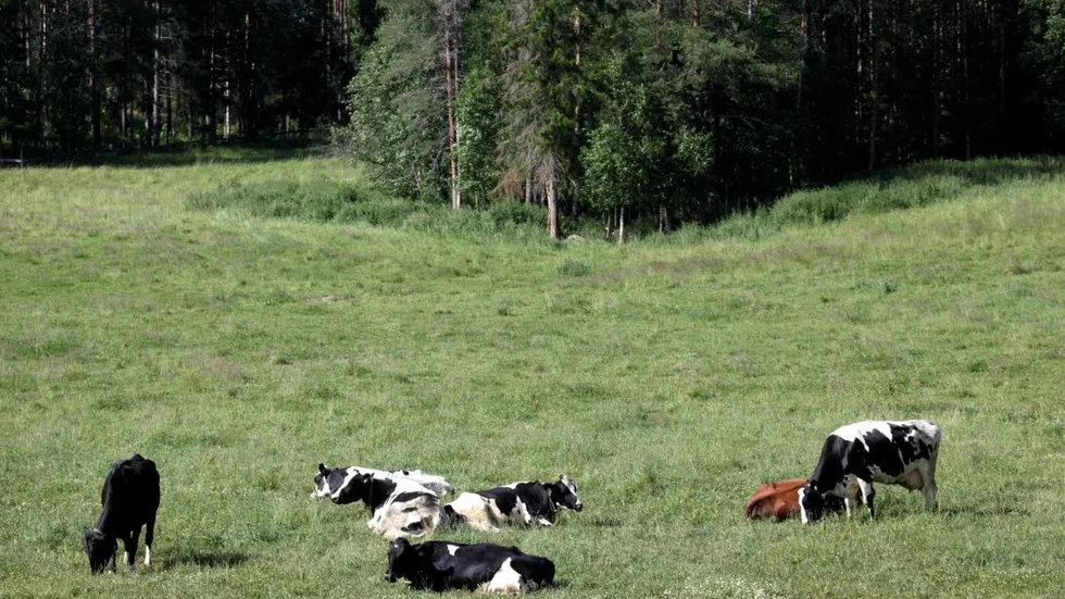 Det är främst bland mjölkbönderna som lönsamheten inom lantbruket upplevs som mycket dålig. (Arkivbild)