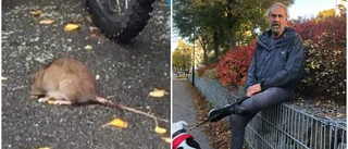 Skräcken: Kattungar var klump med råttor • Har invaderat gatan: "De är stora som as"