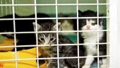 Kattungarna bor tillsammans med sin mamma på Fiahemmet. Här finns flera kattmammor med ungar som har blivit övergivna eller sprungit bort.
FOTO: CAMILLA JOHANSSON