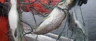 Fiskade med olagligt nät
