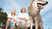 Jessica Lindell Vikarby och Anja Pärson såg ut att trivas bland Kolmårdens vargar - som i och för sig är ganska vana vid tvåbenta besökare.
FOTO: NICLAS SANDBERG
