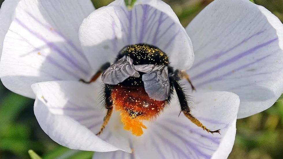 Hjälpsam humla. Med pollen.