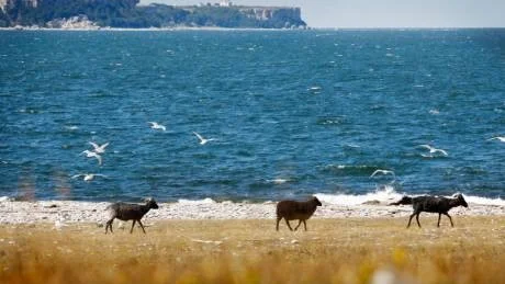 Naturreservat. Dalarö Sjötransporter kommer köra till och från Lilla Karlsö även under 2013.

Får ej vidareutnyttjas utan tillstånd från upphovsman.
   Tillstånd ges dock i utsträckning enligt  
   lokalt UHR avtal för GotlandsMedia AB

Linda Berglund
tel. 0709 479080