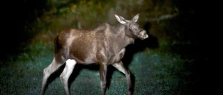 Personbil krockade med älg