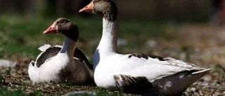 Köp inte dunkläder, duntäcken