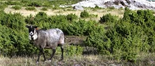 Lamm och ensegel en augustimorgon