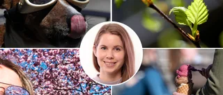 SMHI: "Mera vårväder väntar i veckan som kommer"