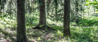 SVT misslyckades med att ge en korrekt bild av skogsfrågan ■ Spred faktafel ■ Partiskhet