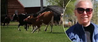 Drygt 45 glada kor skuttade ut på bete: "Det är speciellt" • Bilder och klipp