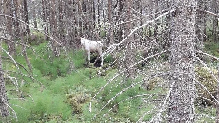 vit kalv. Det var bärplockare som först såg kalven. Sten Nyström kom dit tillsammans med en jägarkompis. "Jag har aldrig sett en vit älg tidigare" säger han.
