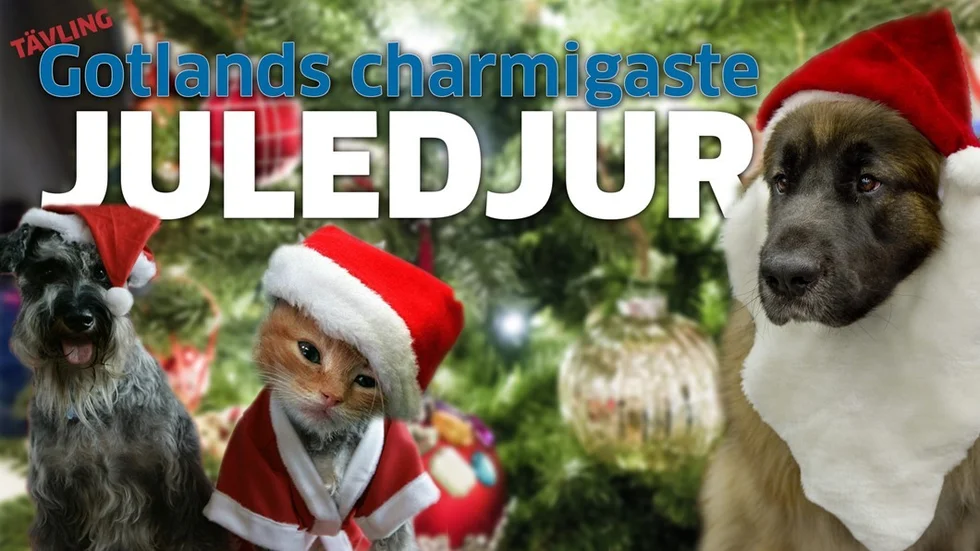 Har du ett juligt husdjur? Skicka in en bild på ditt juledjur och tävla om priser från Zoomarket!