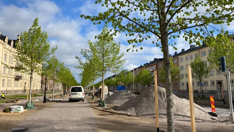 Skir grönska i Östra Promenaden. De nyplanterade lindarna trivs uppenbarligen.
