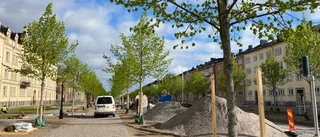 Nu grönskar de nya lindarna i Östra Promenaden