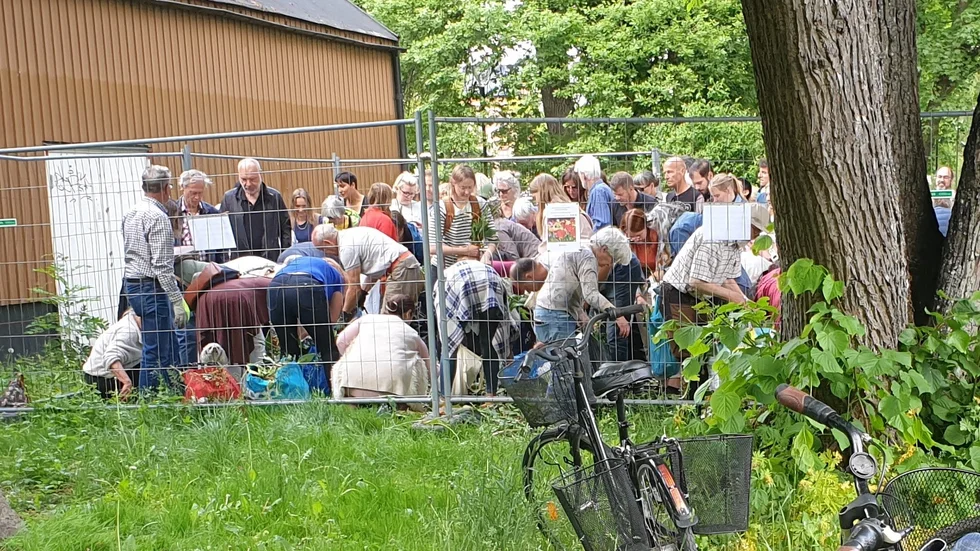 Innanför det stängsel som kommunen satt upp trängdes personer som lockats av lökerbjudandet. 