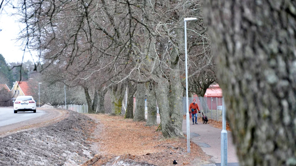 Gamla lövträd är viktiga habitat för fåglar, insekter och andra arter. Här ses allén längs Vårdsätravägen.