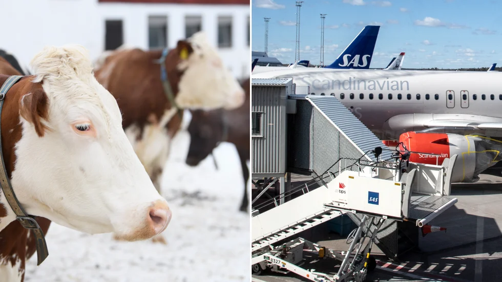 Ny företag som startats upp är bland annat en lantbrukare och ett bolag som ska tillverka delar till flygplatser.