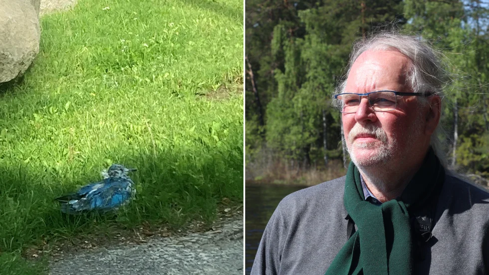 Magnus Kasselstrand säger att det är djurplågeri, om det stämmer att fågeln målats.