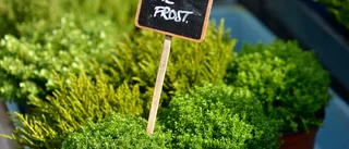 Fram med fiberduken – här kan det bli frost inatt