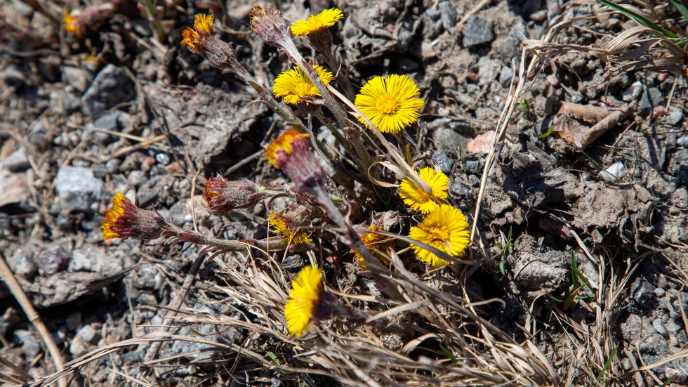 Den vårdeppige ser inte spirande blad under torra löv, bara barmarkens gråa grus och håliga asfalt. 