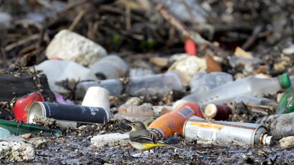 När fåglar bygger bo letar de efter material som liknar naturligt bomaterial. Exempelvis plastremsor som liknar grässtrån, skriver organisationen Håll Sverige rent. Arkivbild.