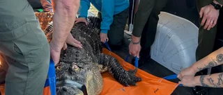 Blind alligator med ryggproblem hölls i pool