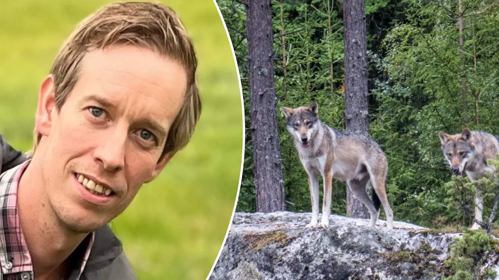 Ett nytt vargrevir har upptäckts utanför Högsjö i Vingåkers kommun. Reviret sträcker sig även in i Örebro län. Vargen på bilden är tagen i ett annat sammanhang.