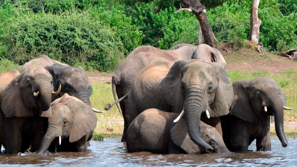 Elefanter dricker vatten i nationalparken chobe i Botswana. Landet har världens största elefantbestånd. Arkivbild.