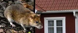 Råttrekord under förra året – tar sig in via avloppsrör
