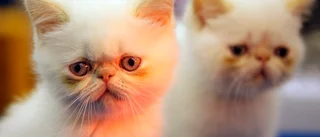 Dödade 76 katter – för att katt repade hans bil