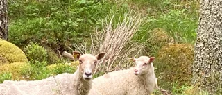 Lösspringande får och lamm förbryllar: "Gick inte att fånga"