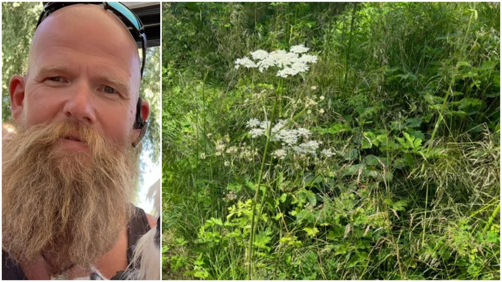 Kalle Ringholt i Graversfors har i många år bekämpat parkslide och björnloka (bilden) som båda är invasiva växter och bör utrotas.