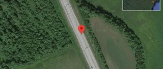 Varning för hundar på vägen på E4