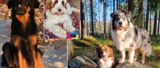 Statistik: Vanligaste hundnamnet i Skellefteå 