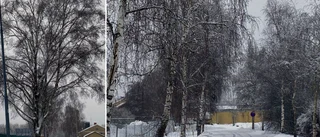 Här ska 36 björkar i allé huggas ner
