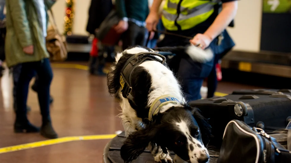 
En arkivbild med en narkotikahund på Arlanda flygplats.