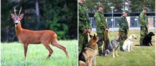 Råbock distraherar militärhundarna – nu får den skjutas