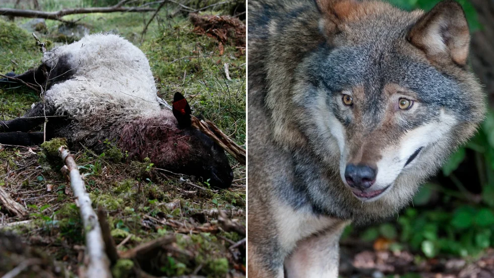 Efter angrepp på tamboskap i bland annat Kalmar län lyfter LRF Sydost  frågan om skyddsjakt. "Varje angrepp bör betraktas som en allvarlig skada och för att förhindra ytterligare skada bör skyddsjakt som princip kunna ske direkt", skriver ordförande Roger Gustafsson.