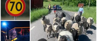 Trots dödskrocken – Trafikverket nobbar sänkt fart på olycksvägen