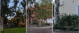 Arvidsjaur och Arjeplog i stormens öga