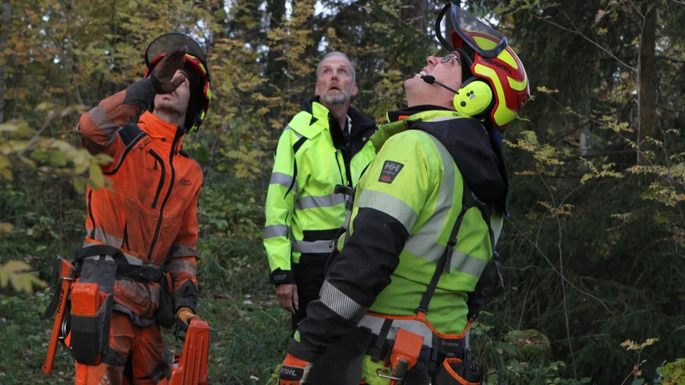 Ruben Bjervner, Jan Folkesson och Tobias Grahn planerar för att fälla dagens fjärde gran. 