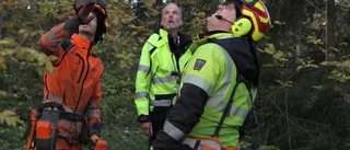 Uppsalas granar faller: "Vi åker överallt och plockar bort träd"